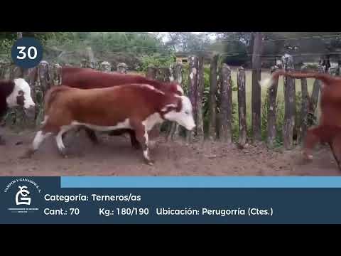 Lote M Y H - Perugorría Ctes