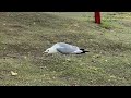 SEAGULL Calling Her Friends For Food