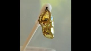 Caterpillar Forming Golden Chrysalis