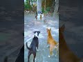 Dog Mirror Prank Shorts