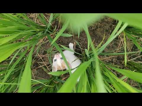 cute Cat 4k videos  | beautiful village in india | farming and village Life | Cat Videos #cats #farm