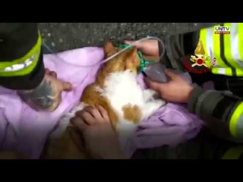 Firefighters resuscitate cats using oxygen mask | UNTV