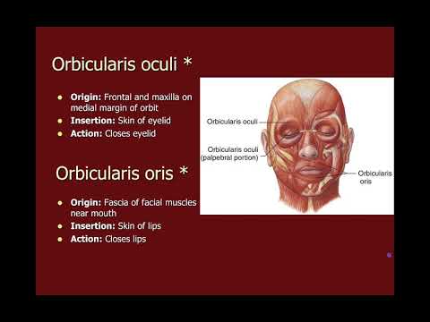 NAU Bio 201 Lab 9 – Muscles of Head Neck Trunk