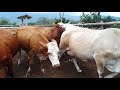 Vacas Horras Preñas