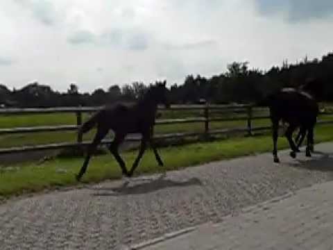 Stutfohlen von Diarado aus einer Graf Grannus-Mutter - zum Verkauf -
