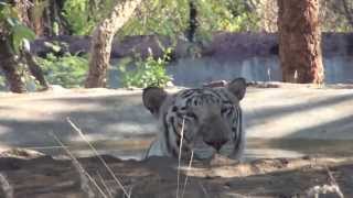 preview picture of video 'Tirupathi Zoo Videos - White Tiger'