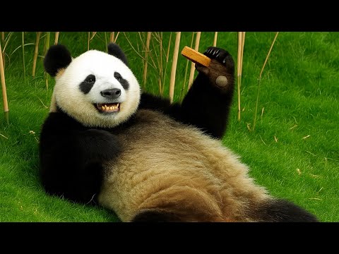 Wenn Tiere sprechen könnten 4 | dümmer geht immer