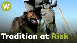 The Last Shepherds of Germany: Preserving a Vanishing Tradition | Guardians of the Earth (1/5)