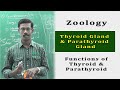 Zoology Human Body Hormones Importance Of Thyroid Gland Parathyroid How It Works