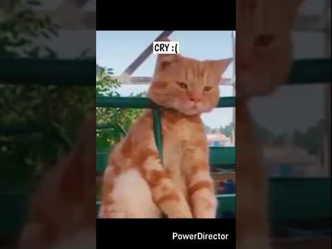 Goodbye Felicia👋🤪 #shorts #funny #cat #meme #goodbyefelicia #comedy #viralshorts #shortsfeed