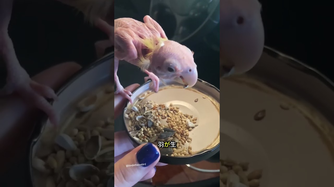 オウムが再び翼を見つけるとき