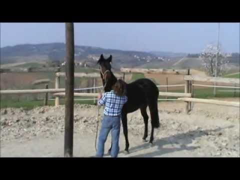 Circolo ippico Cascina Monticello