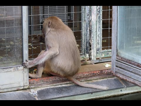 ZOO KREFELD - KEIN NEUES AFFENHAUS
