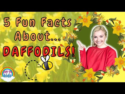 5 FUN FACTS ABOUT DAFFODILS! IVY TV KIDS! #funfacts