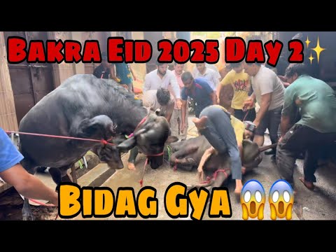 Bakra Eid Day 2 ✨| Katro ki Qurbani ho gyi 🔥| #2025  #bhains ki #qurbani #india #viral #video #new