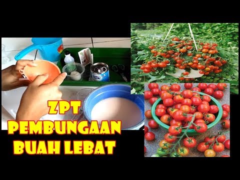 Memesan kopi pelangsing hijau Berjalan di atap dan menurunkan berat badan