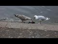 Herring Gull Tolerates Youngster