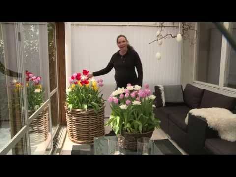 Plantera tulpanlökar med Vellingeblomman 2014