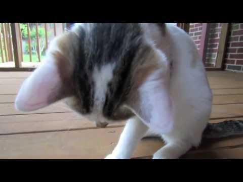 stray adoption: Marty Jr. & baby mantids