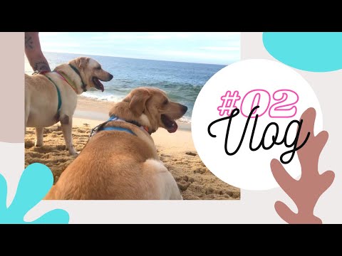 #02 Airbnb no Carnaval | Cachorros na praia pela primeira vez & Churrasco