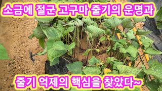 소금에 절군 고구마줄기의 운명과 고구마줄기 억제의 핵심을 찾다