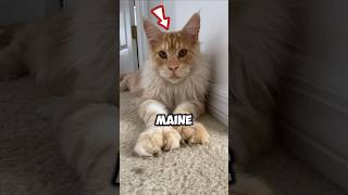 4️⃣Reasons Not To Adopt A Maine Coon❌🐾🦁💞