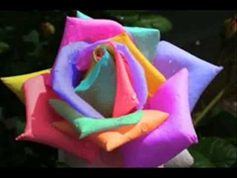 Riccardo Fogli & Marcella Bella   Amici