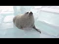 Seal clapping -2