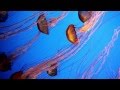 Underwater Film of Various Sea Life in the Pacific ...