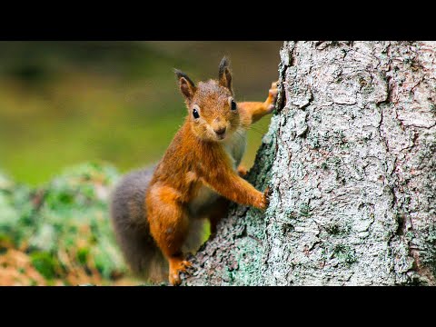 How the Red Squirrel is Fighting for Survival | Our World