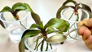 How to Revive Orchids with Wilted Leaves and No Roots Using This Simple Method! ✨
