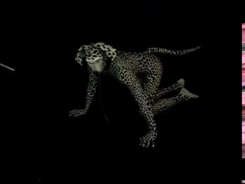 dalmatian photoshoot