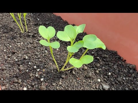 大根の収穫時期と方法は？ + 栽培、播種、メンテナンス  庭園