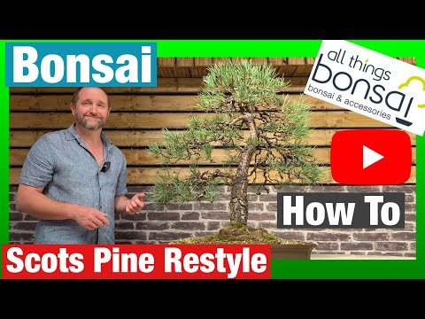 Scots Pine Bonsai Restyle