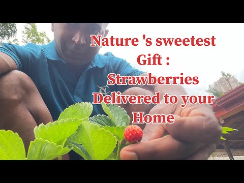 Nature's sweetest Gift : Strawberries Delivered to your Home 