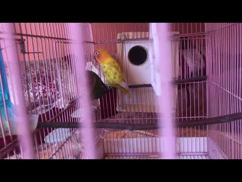 Lovebirds Meal Time : wheatGrass !!!  Amazing 😉