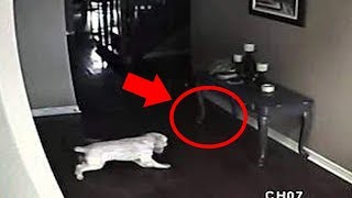 5 Dogs That Saw Something Their Owners Couldn&#39;t See : Ghosts, ESP, &amp; Paranormal