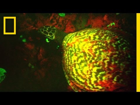 Researchers Discover Hawksbill Sea Turtles Are Biofluorescent