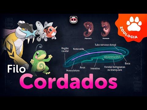 Phylum Chordata - Chordates