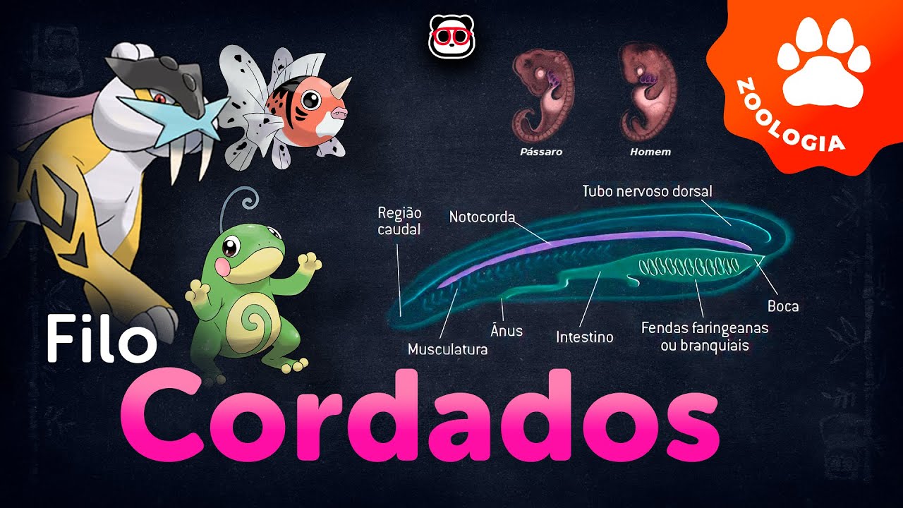 Filo Chordata - Os cordados