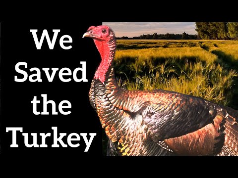 Wild Turkeys -  A Conservation Success Story