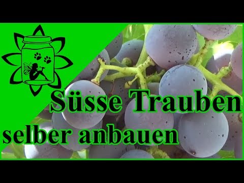 , title : 'Süße Trauben selber anbauen | Weintrauben Tafeltrauben im Garten'
