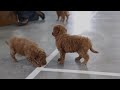 Mini Goldendoodle dogs for sale: Eden - Video 1