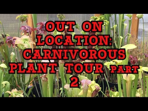 OUT ON LOCATION: TEMPERATE CARNIVOROUS PLANT GREENHOUSE TOUR PART 2 / SEEDLINGS AND GIANTS