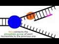 DNA Replication: Copying the Molecule of Life