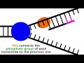 DNA Replication Copying The Molecule Of Life