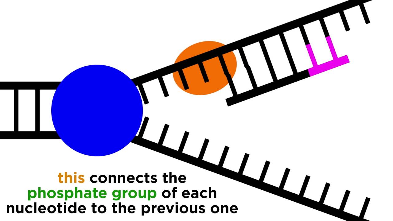 DNA Replication: Copying the Molecule of Life