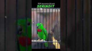 Download lagu serindit gacor mp3