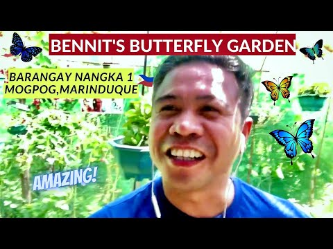 BENNIT'S BUTTERFLY GARDEN TOUR / LIFE CYCLES/ MARINDUQUE PHILIPPINES VLOG