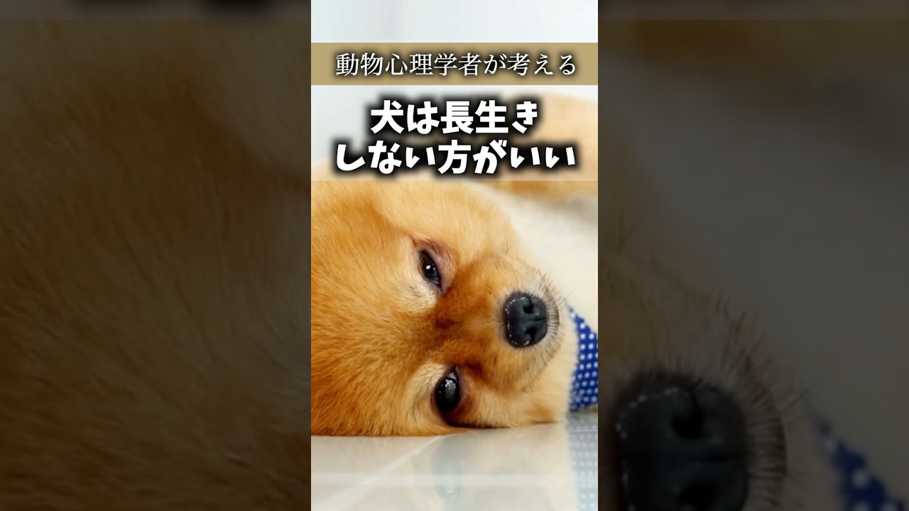 ［犬の寿命］愛犬が長生きする方法　#dog #可愛い犬 #犬 #犬のいる生活 #犬の雑学